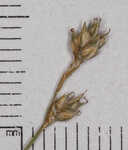 Brownish sedge